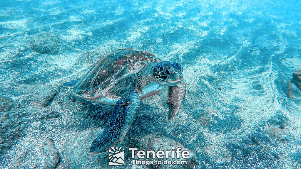 kayak in tenerife