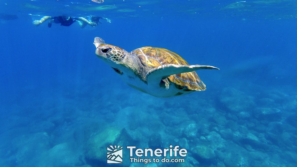 kayak in tenerife