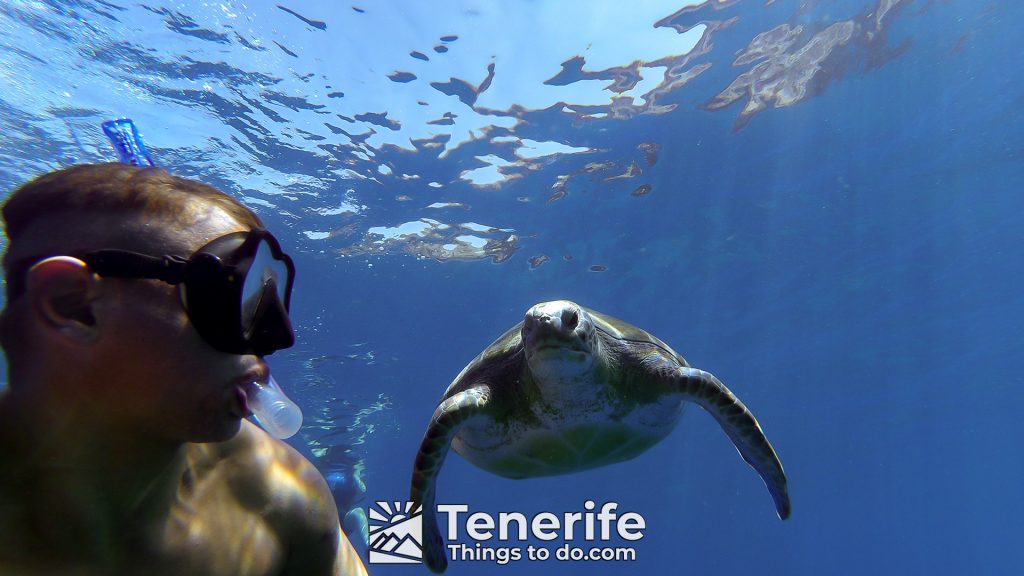 Snorkeling tenerife south