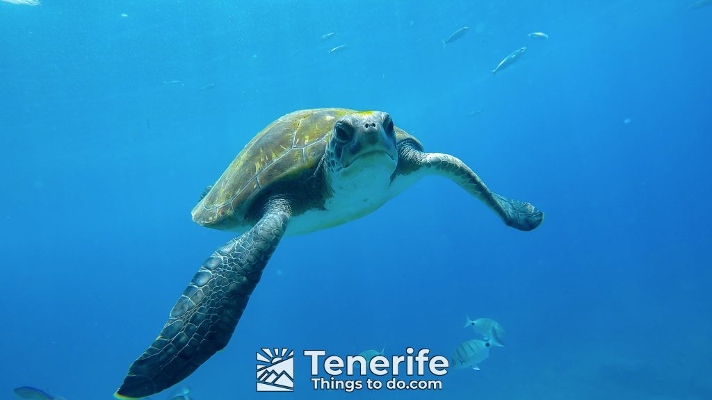 kayak in tenerife