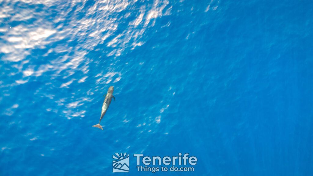 TENERIFE WHALE AND DOLPHIN WATCHING