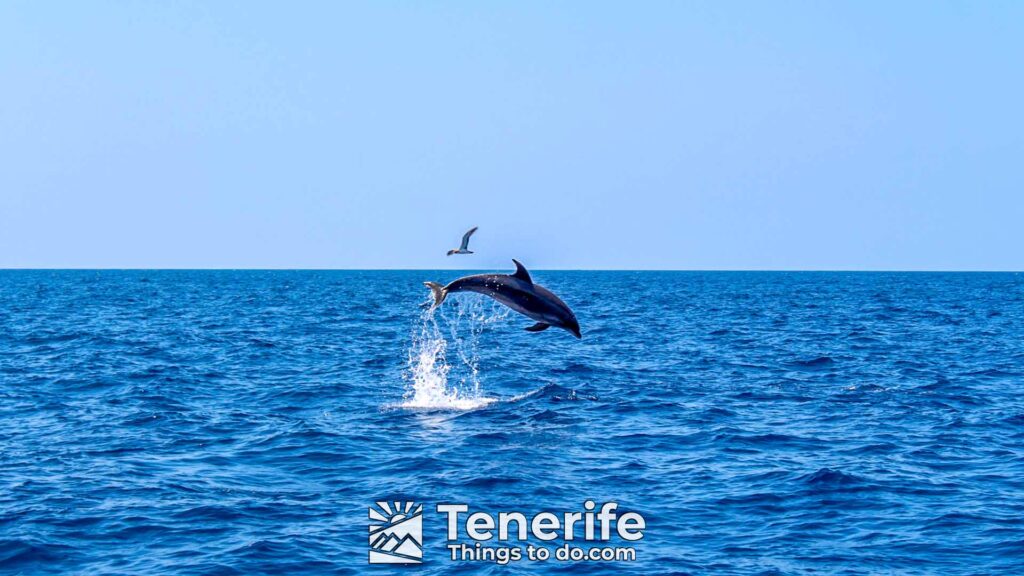 SAILING BOAT TOUR IN TENERIFE