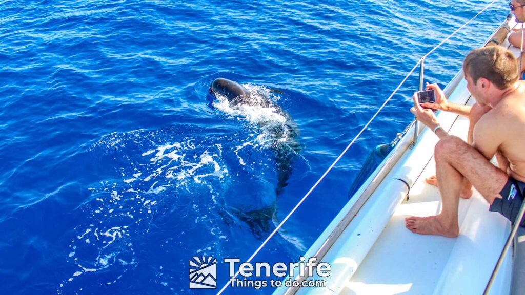 SAILING BOAT TOUR IN TENERIFE